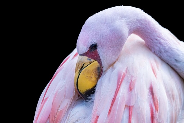 A James's flamingo
